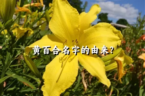 黄百合名字的由来？