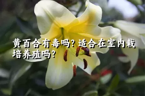 黄百合有毒吗？适合在室内栽培养殖吗？