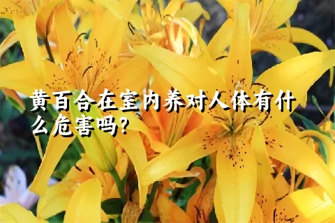黄百合在室内养对人体有什么危害吗？