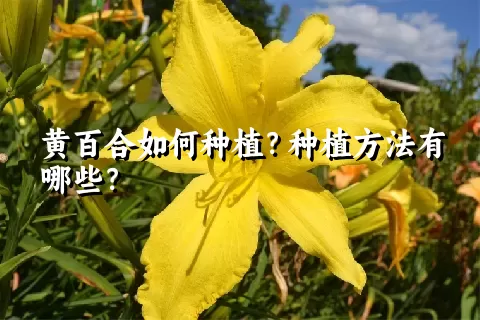 黄百合如何种植？种植方法有哪些？