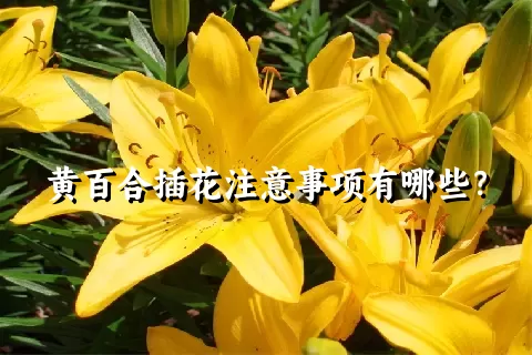 黄百合插花注意事项有哪些？