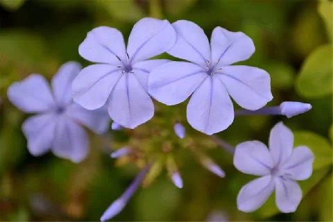 蓝花丹
