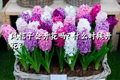 风信子会开花吗？什么时候开花？