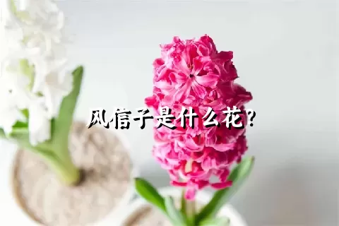 风信子是什么花？