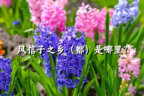 风信子之乡（都）是哪里？