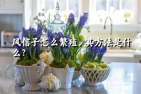 风信子怎么繁殖，其方法是什么？