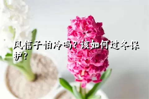 风信子怕冷吗？该如何过冬保护？