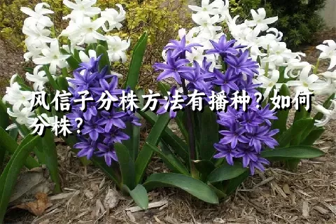 风信子分株方法有播种？如何分株？