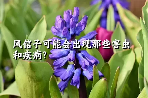 风信子可能会出现那些害虫和疾病？