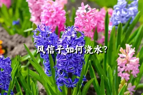 风信子如何浇水？