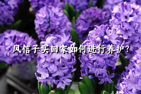 风信子买回家如何进行养护？