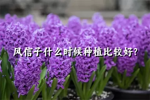 风信子什么时候种植比较好？