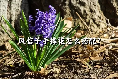 风信子手捧花怎么搭配？