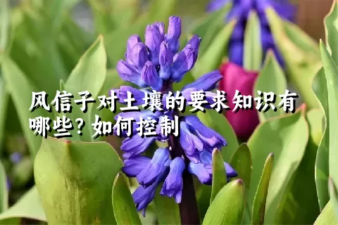 风信子对土壤的要求知识有哪些？如何控制