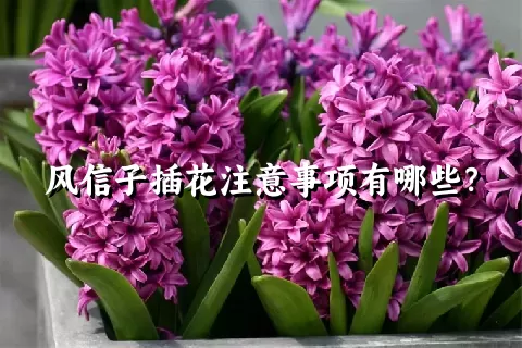 风信子插花注意事项有哪些？