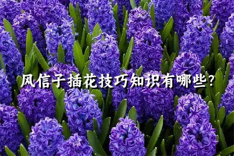 风信子插花技巧知识有哪些？