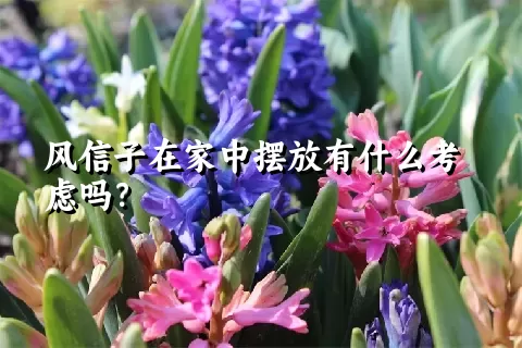 风信子在家中摆放有什么考虑吗？