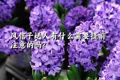 风信子送人有什么需要提前注意的吗？