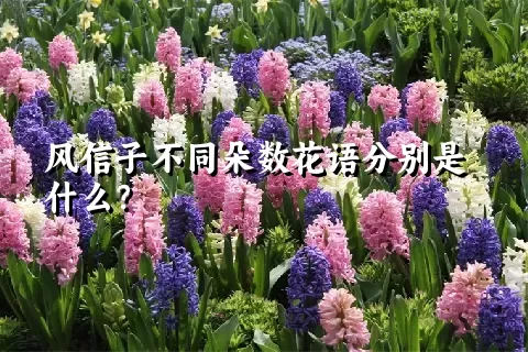 风信子不同朵数花语分别是什么？