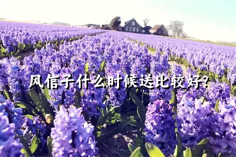 风信子什么时候送比较好？
