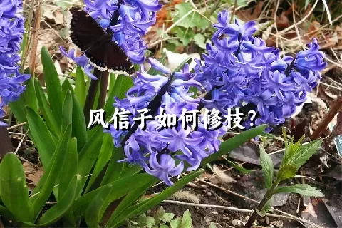 风信子如何修枝？
