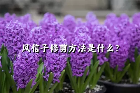 风信子修剪方法是什么？