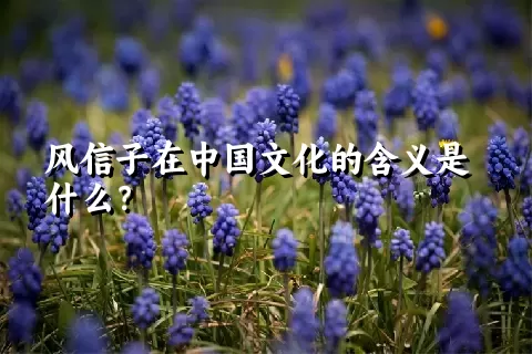 风信子在中国文化的含义是什么？