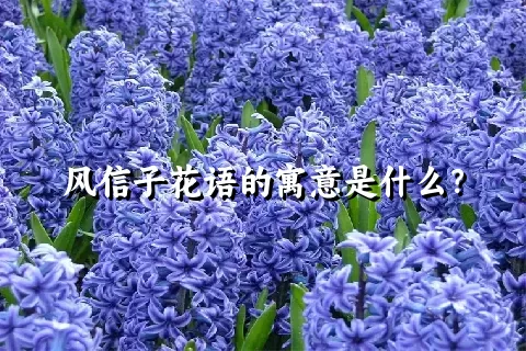 风信子花语的寓意是什么？