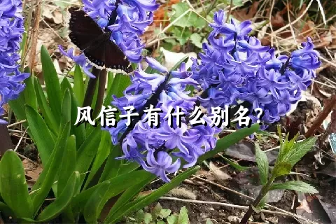风信子有什么别名？