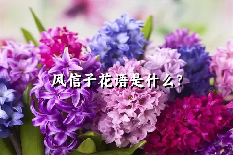 风信子花语是什么？