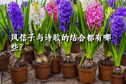 风信子与诗歌的结合都有哪些？