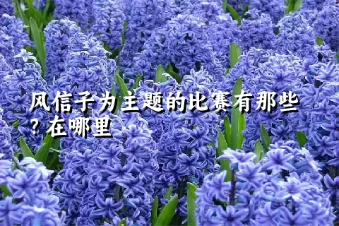 风信子为主题的比赛有那些？在哪里