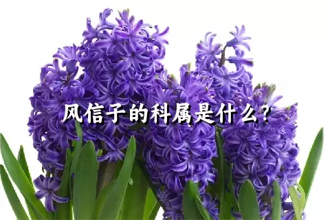 风信子的科属是什么？