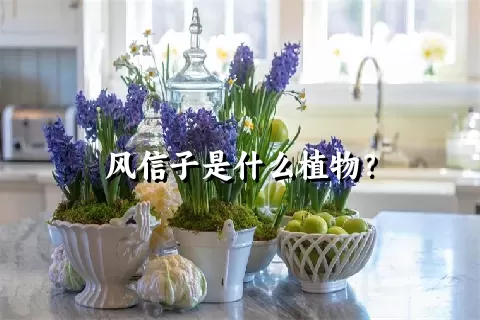 风信子是什么植物？