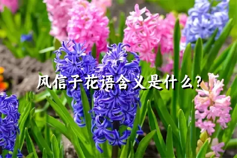 风信子花语含义是什么？