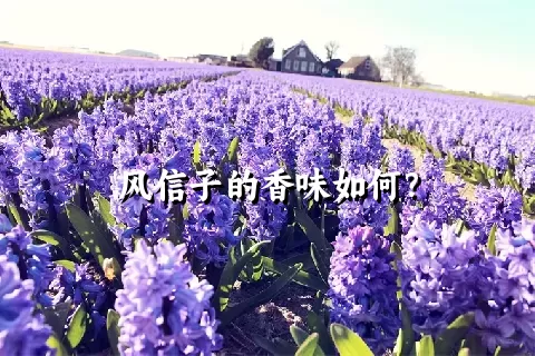 风信子的香味如何？