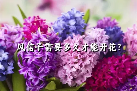 风信子需要多久才能开花？