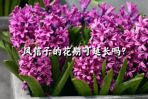 风信子的花期可延长吗？