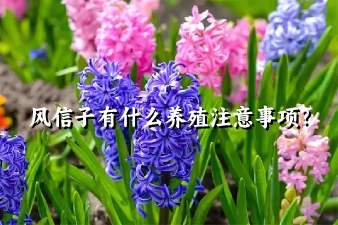 风信子有什么养殖注意事项？