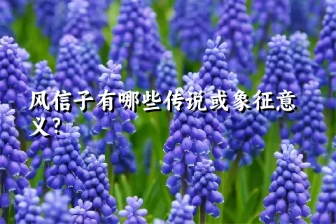 风信子有哪些传说或象征意义？