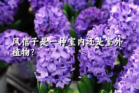 风信子是一种室内还是室外植物？