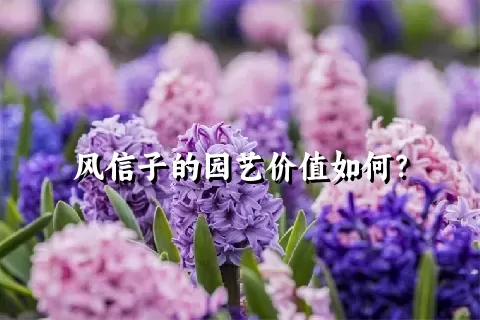 风信子的园艺价值如何？