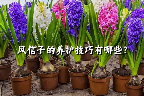 风信子的养护技巧有哪些？