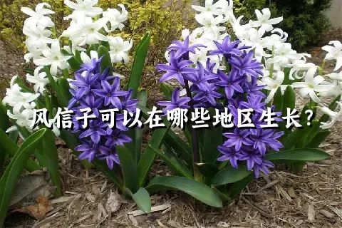 风信子可以在哪些地区生长？