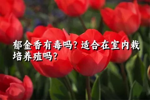 郁金香有毒吗？适合在室内栽培养殖吗？