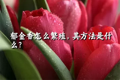 郁金香怎么繁殖，其方法是什么？