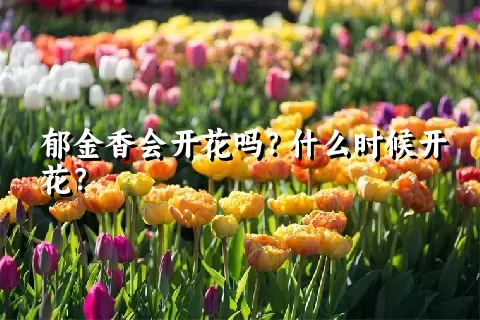 郁金香会开花吗？什么时候开花？