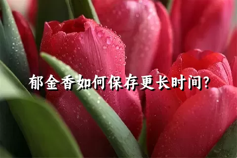 郁金香如何保存更长时间？
