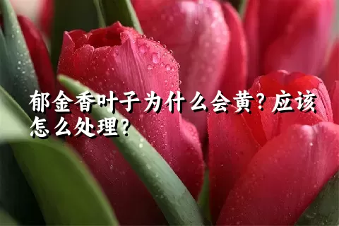 郁金香叶子为什么会黄？应该怎么处理？