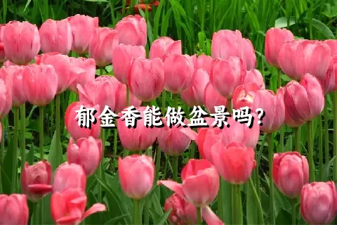 郁金香能做盆景吗？